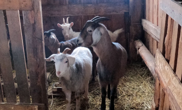 Ужасный день, потеряла козу и козлят при окоте
