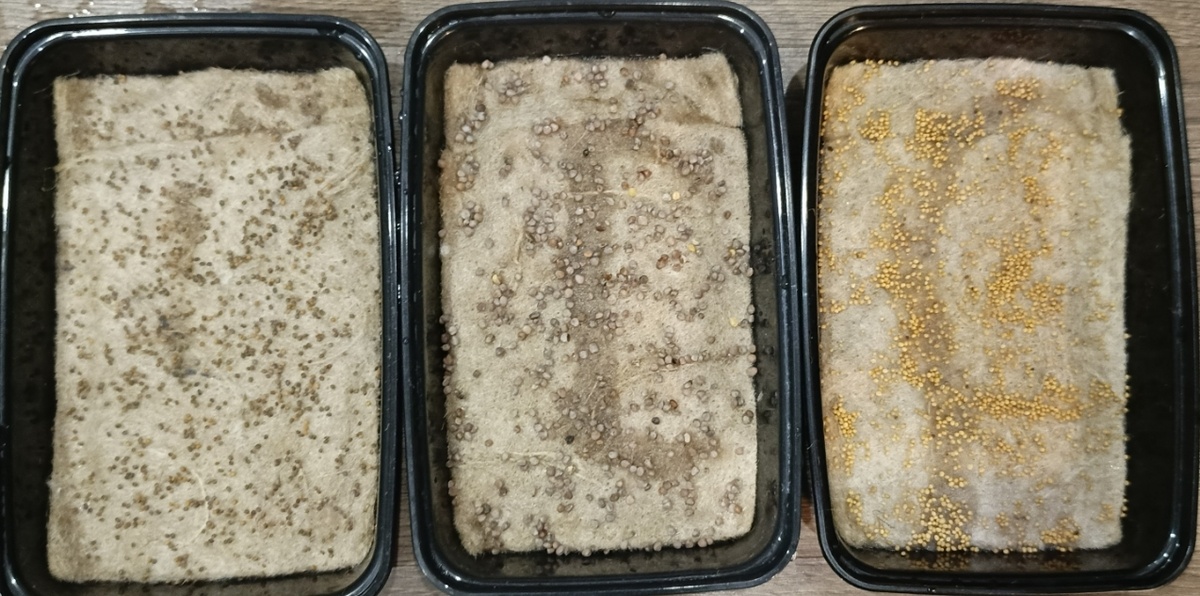 Микрозелень не пережила моего отсутствия в течение суток и высохла. Так что надо пересевать.