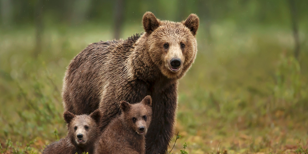 ⚡️ Комитет Госдумы одобрил законопроект об изменении границ ООПТ