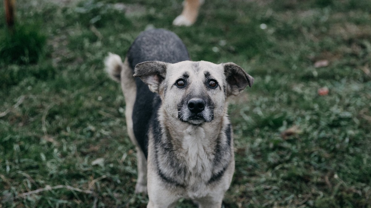    В приюте «Маленький друг» появилось 15 новых постояльцев с непростой судьбой. Фото несет иллюстративный характер