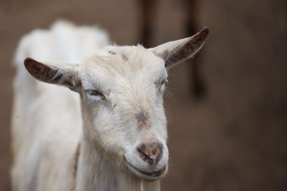    Алексей Белкин/NEWS.ru