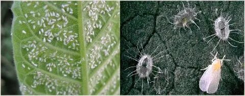 Белокрылка. Фото из открытых источников.