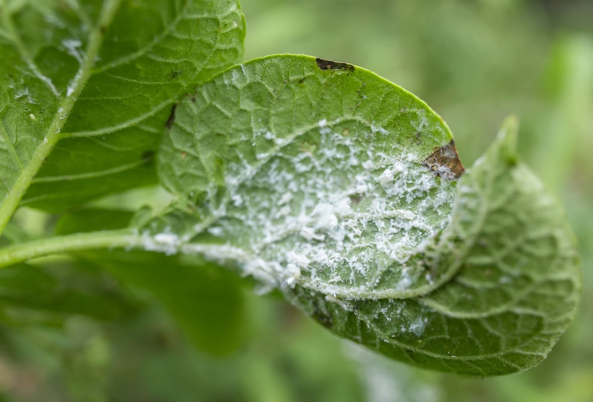 Поражение листа белокрылкой. Фото из открытых источников.