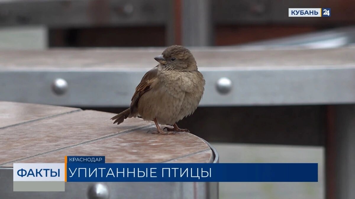    Скриншот видео телеканала «Кубань 24»