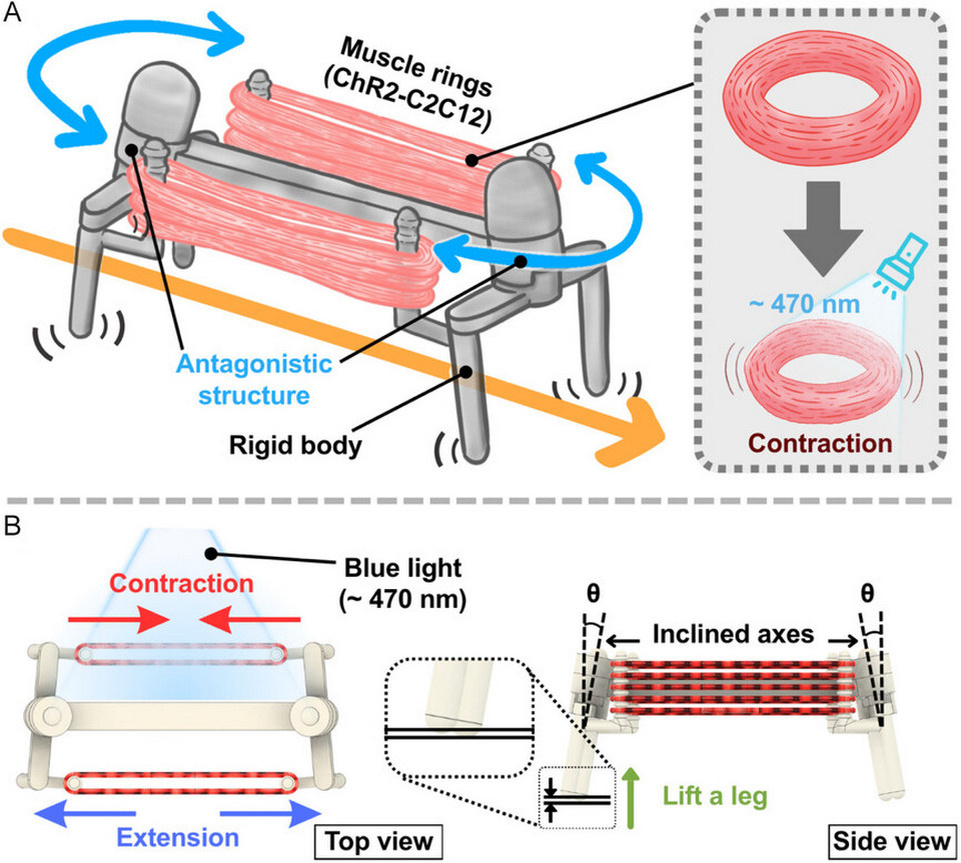   Shotaro Saito et al. / Advanced Robotics Research, 2026