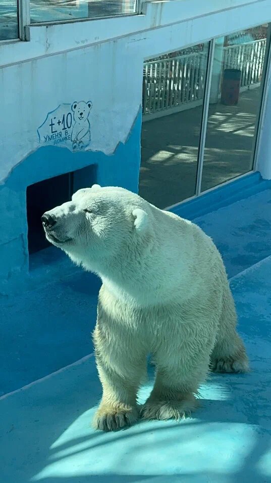    Единственный самец среди белых медведей в «Сафари-Парке» — Седов.