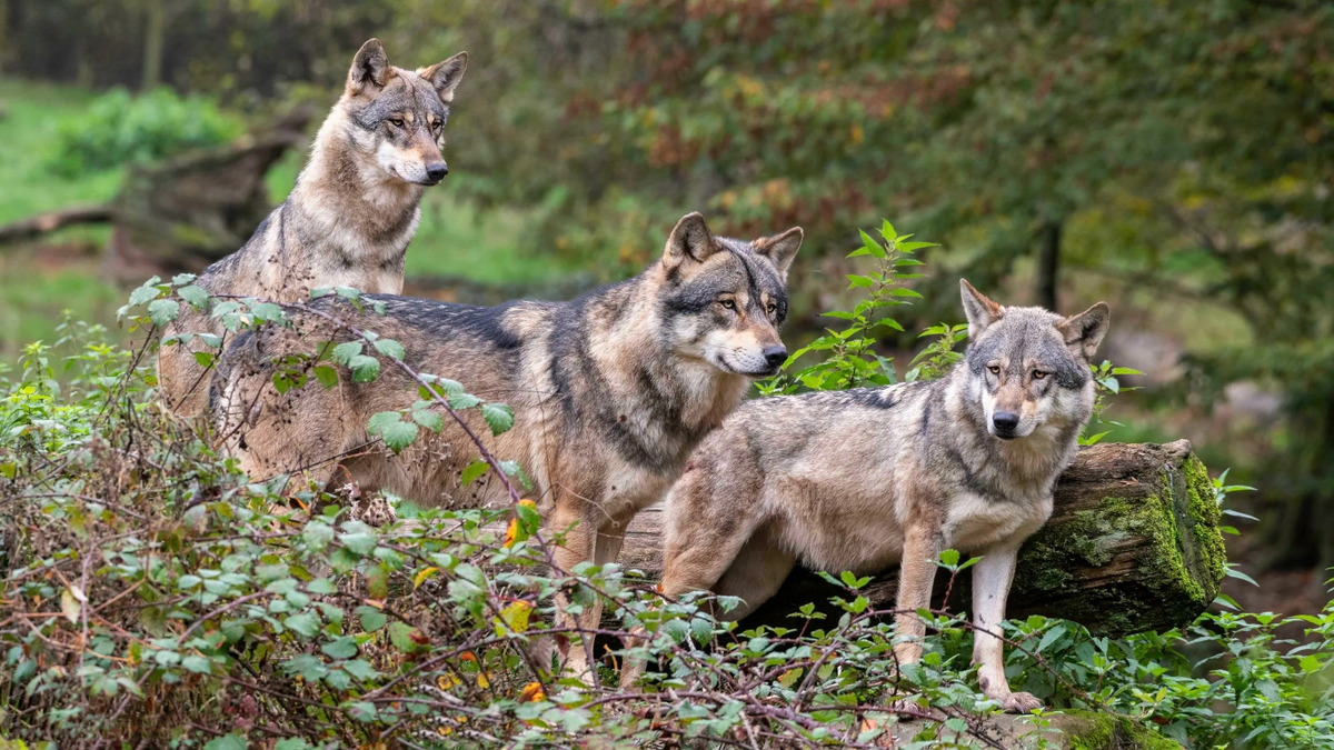 европейский волк