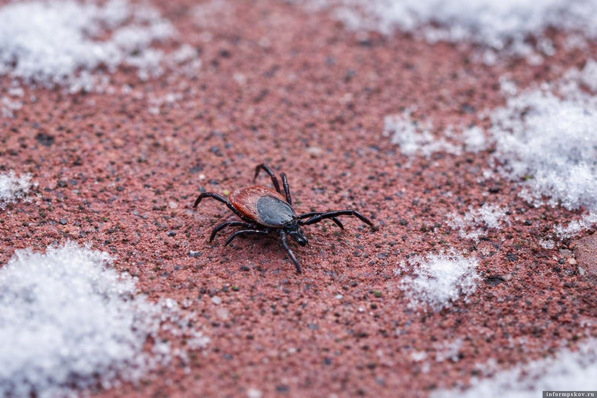 Фото: ПАИ. Изображение отредактировано при помощи нейросети