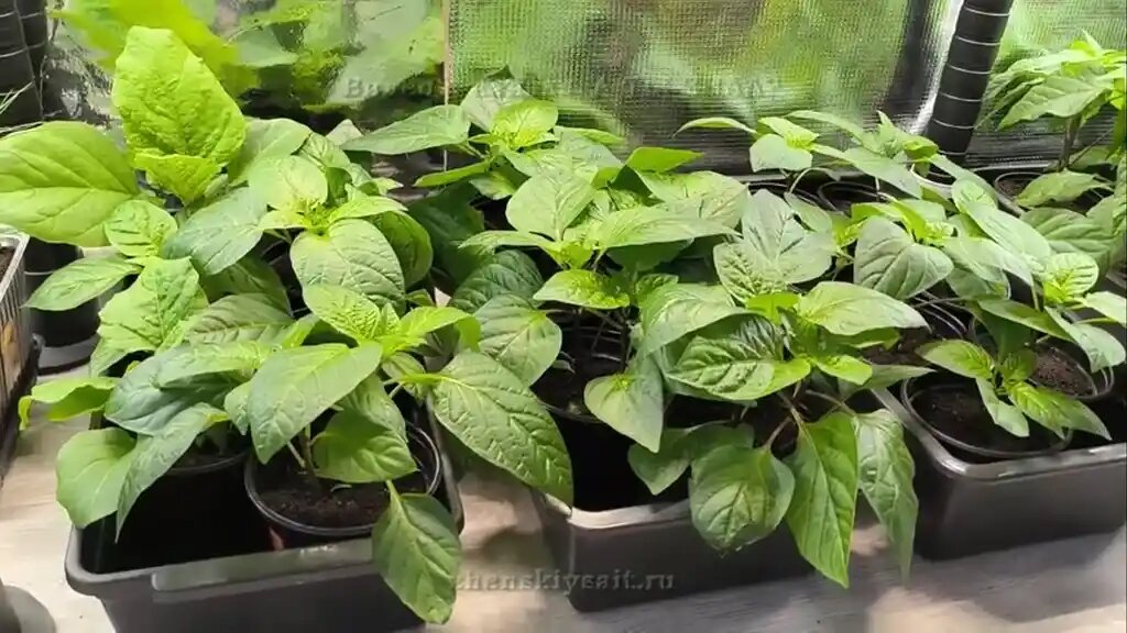 Рассада перца от А до Я