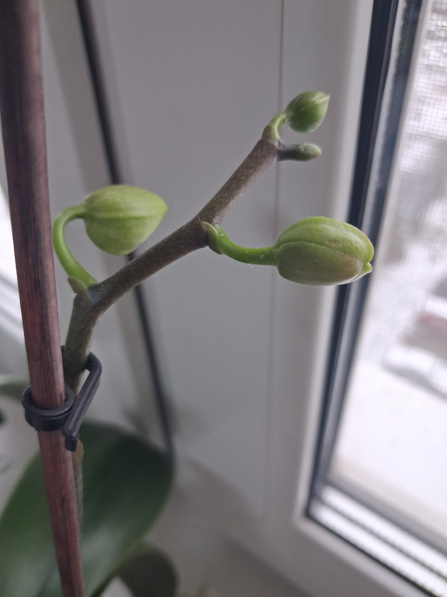 Бутоны орхидеи. Фото автора. 