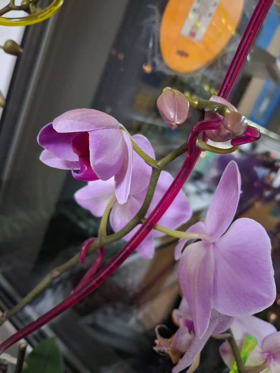 Орхидея цветет. Фото автора. 