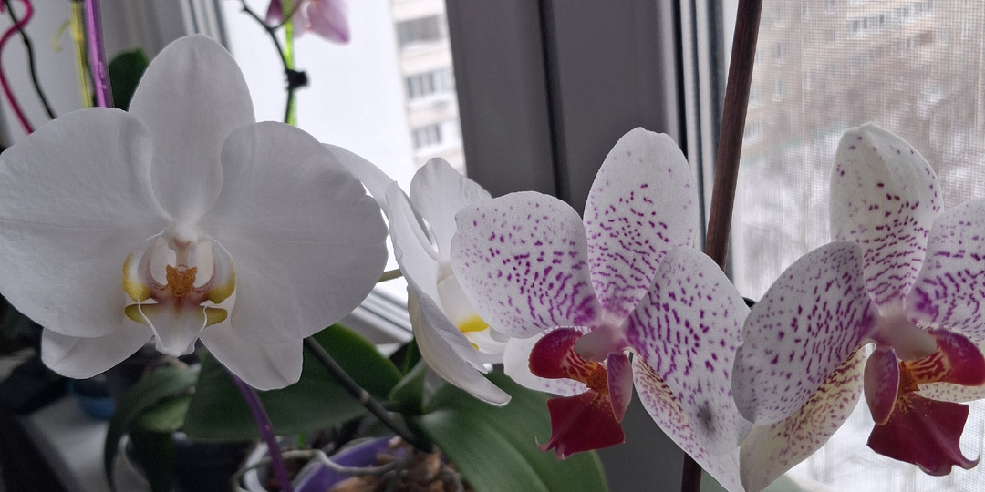 Как удобрить орхидеи, если нет магазинного препарата? И еще и бюджетно - за 35 рублей.