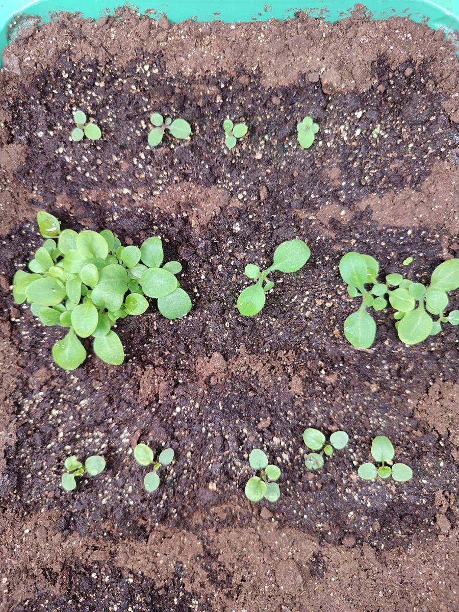 Рассаде 10 дней