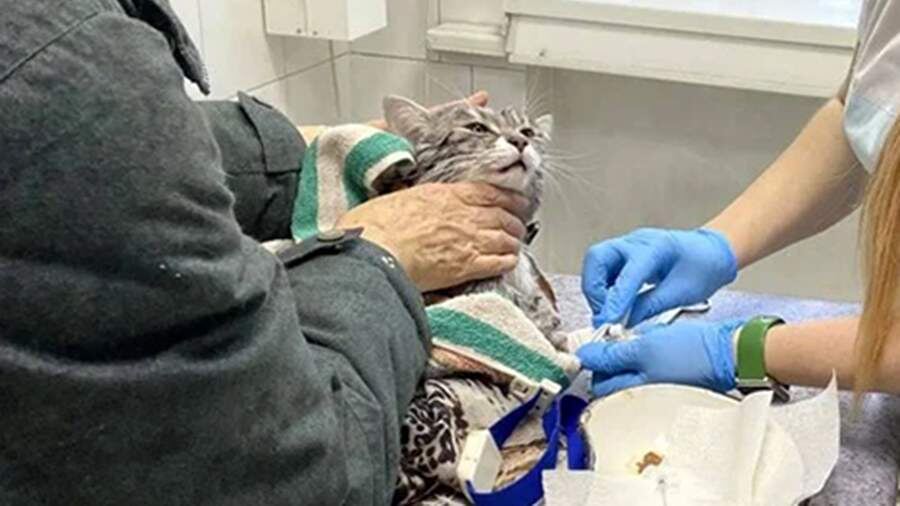    Фото: Ассоциация ветеринарии Иркутской области