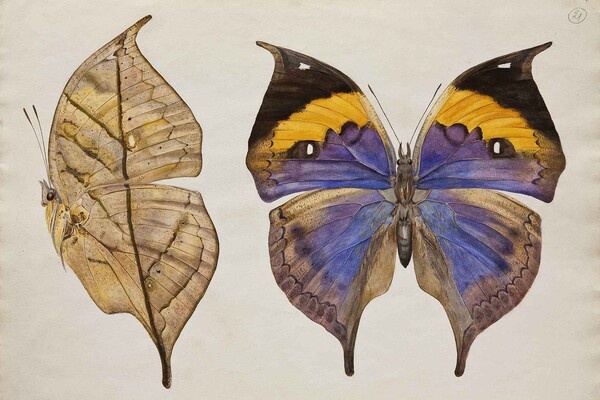 Предоставлено пресс-службой Дарвиновского музея   📷