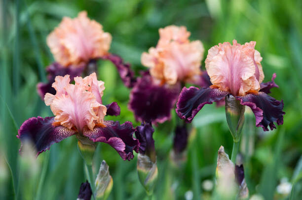 Весенняя посадка Ирисов: 5 обязательных правил, которые нужно соблюдать