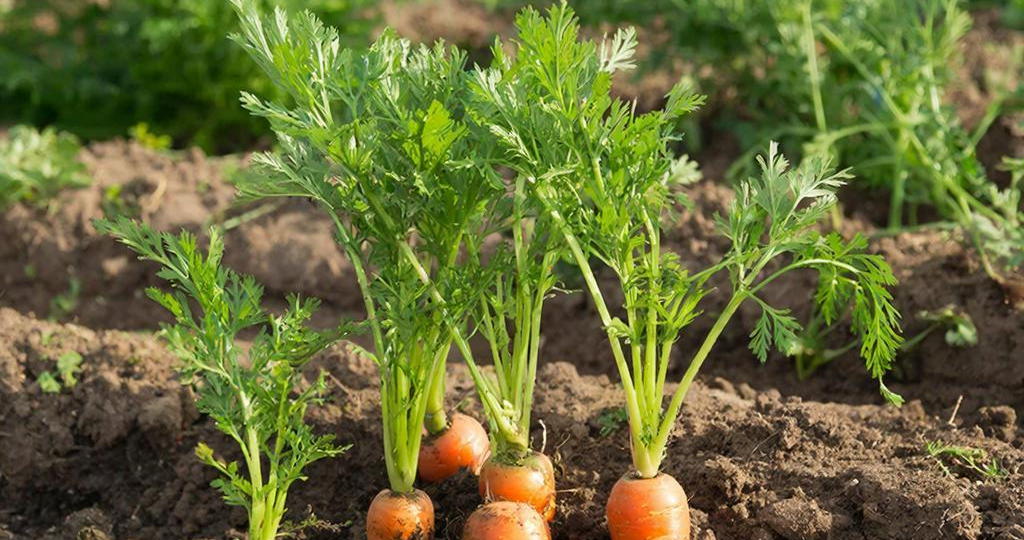 Забудьте про удобрения: три секрета гигантской моркови на тощей земле