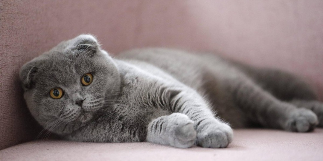 Окрасы шотландских кошек: разнообразие расцветок