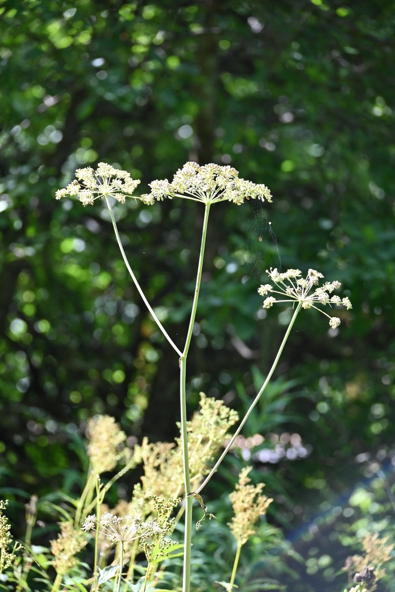    Ольга Ефимова