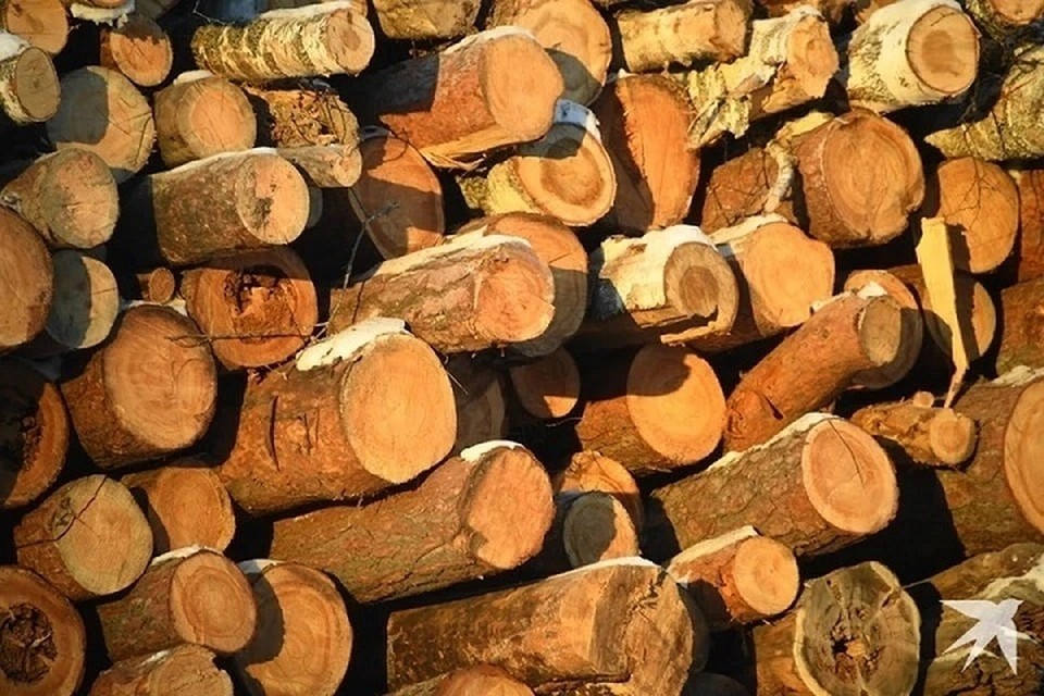    Специалисты Россельхознадзора отобрали 27 проб древесины Иван МАКЕЕВ