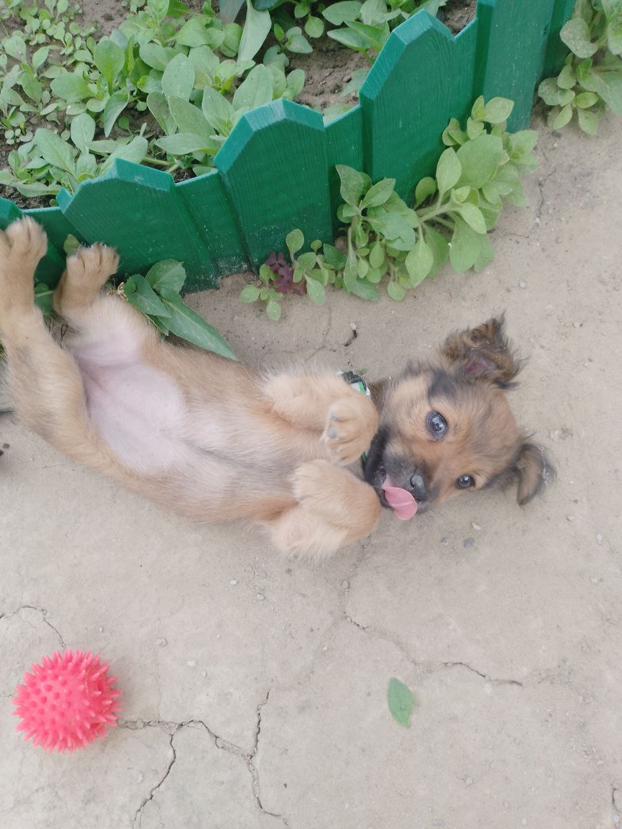 В у бабушки а нас нету