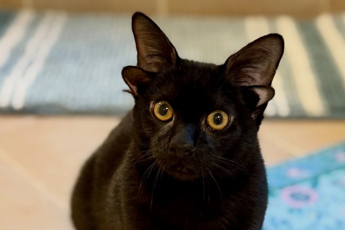  Котенок Добби с четырьмя ушами. © phoebe_the_ch_kitty, instagram.com