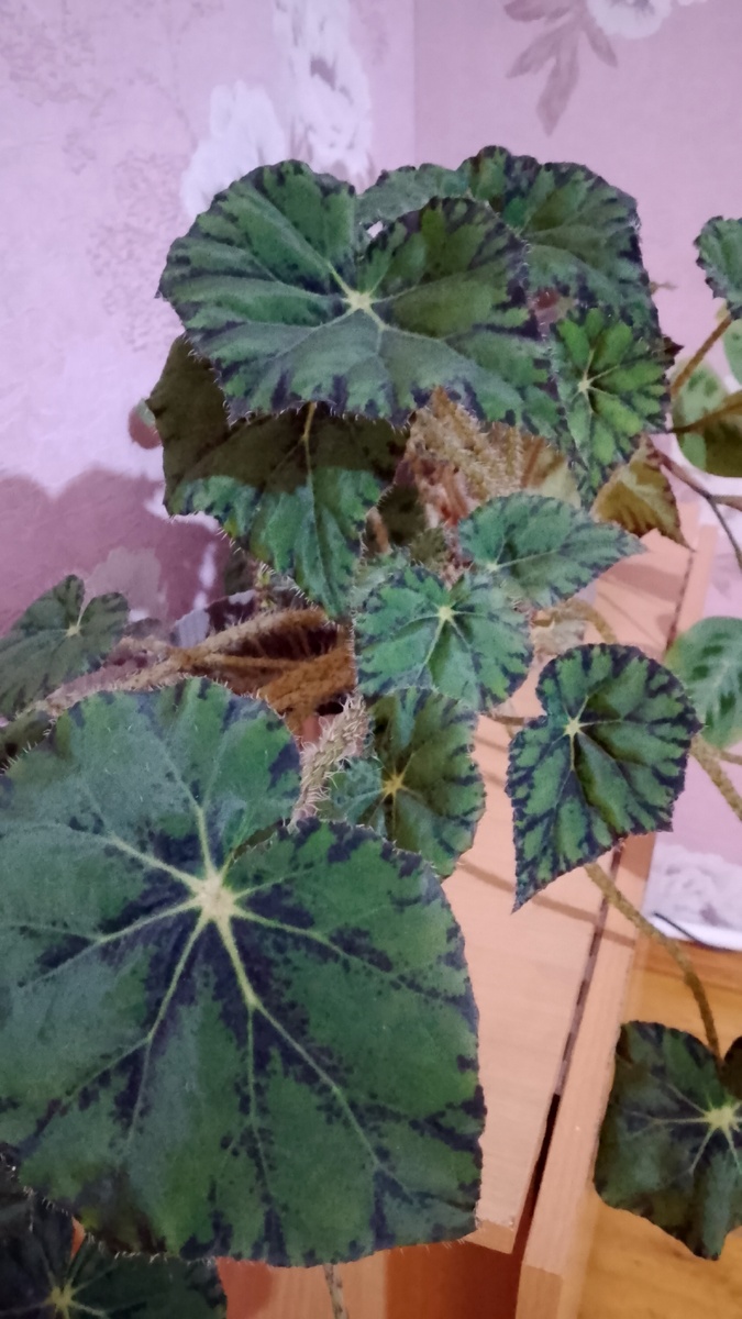 Бегония без названия... 