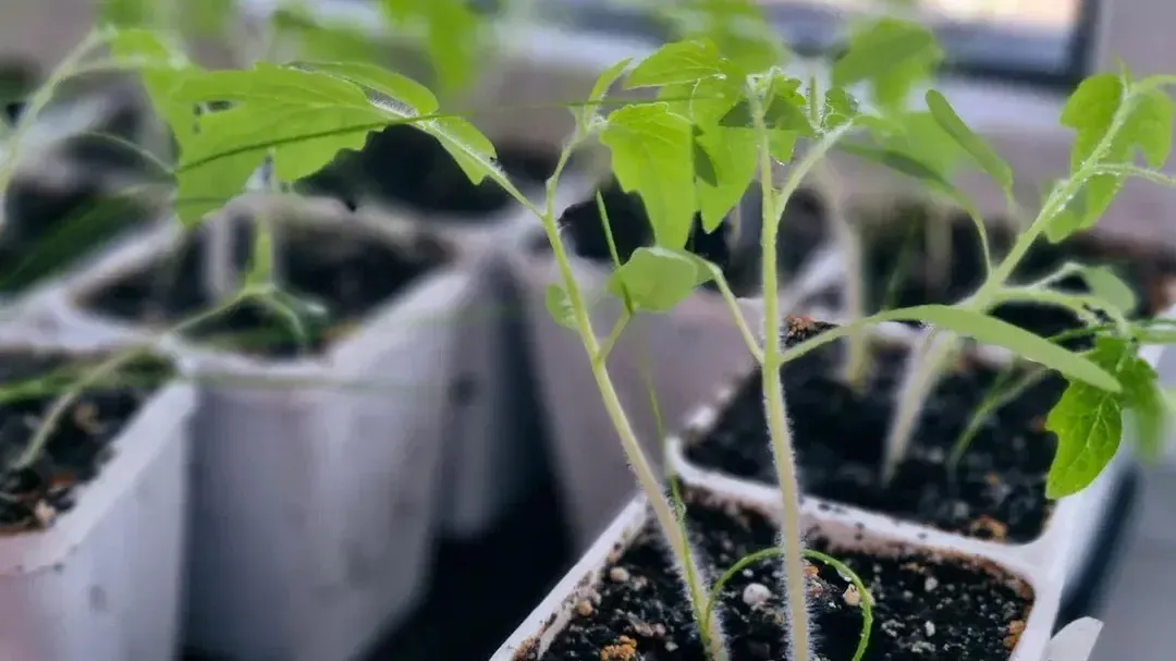 Фото: REGIONS/Наталья Надточая