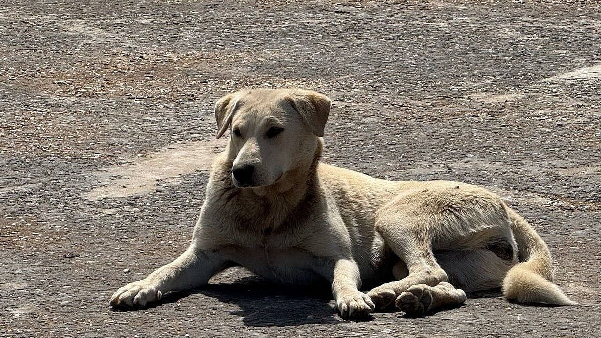    Фото: телеканал «Краснодар»