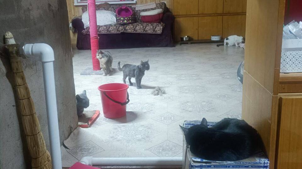 Попались нам сегодня старые фото первого этажа большой комнаты котиков, многое предстоит еще доделать, но как же уютно у них сейчас