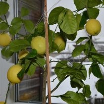 Лимон Павловский  📷
