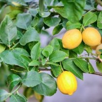 Лимон Мейера  📷
