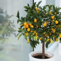 Кумкват  📷
