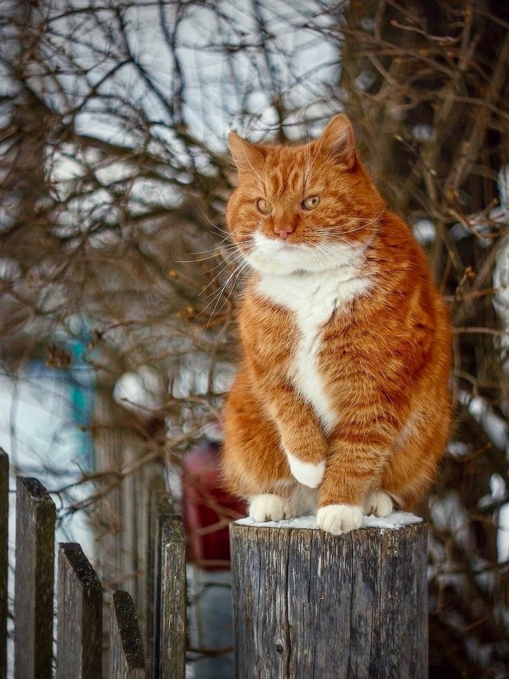 иллюстрация из яндекс картинки.