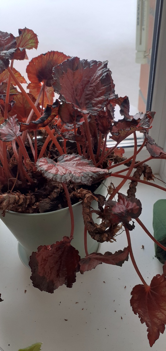 Вот такие корневищау бегонии.