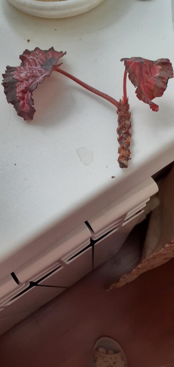 Такой отросток на размножение.