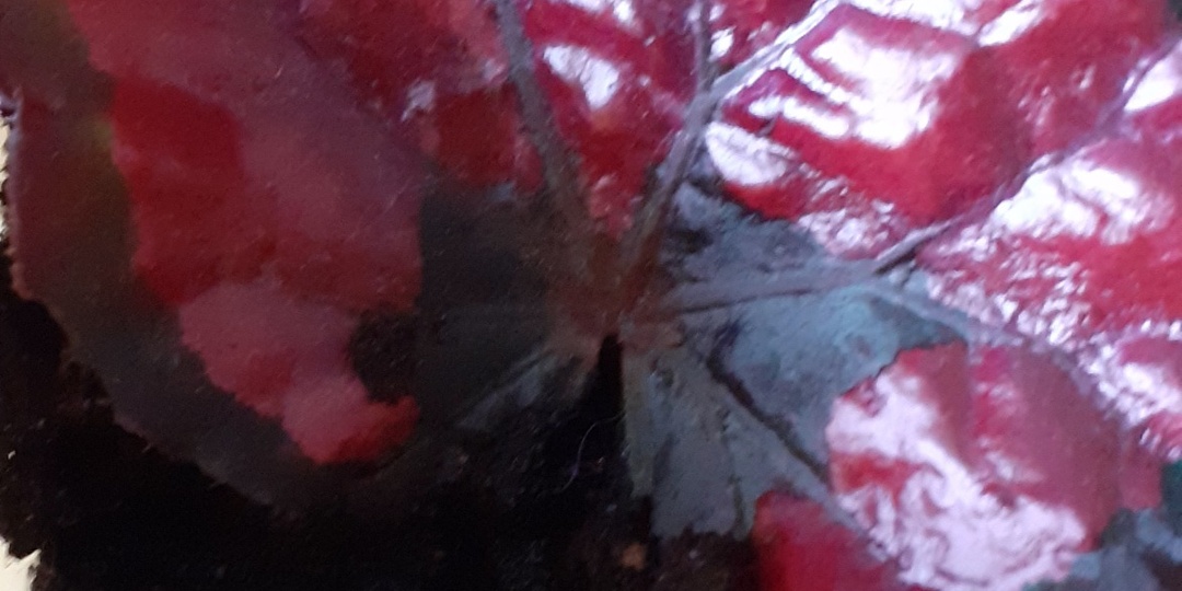 ЭКСПЕРИМЕНТ С БЕГОНИЕЙ ИЛИ ХОЧУ ,ЧТОБЫ БЫЛО БОЛЬШЕ.