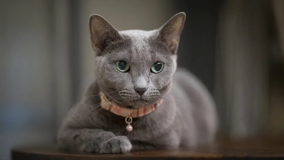 Русская голубая