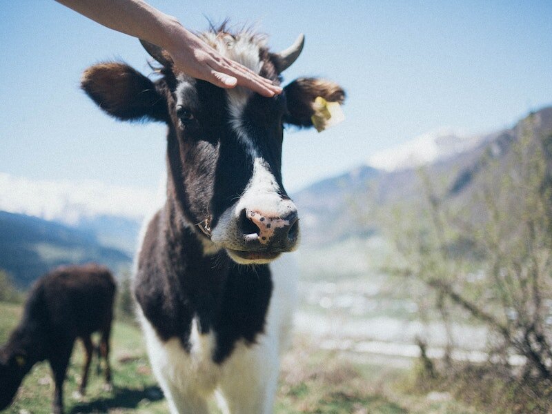   Фермеры на Урале выливают молоко из-за карантина и отказов заводов