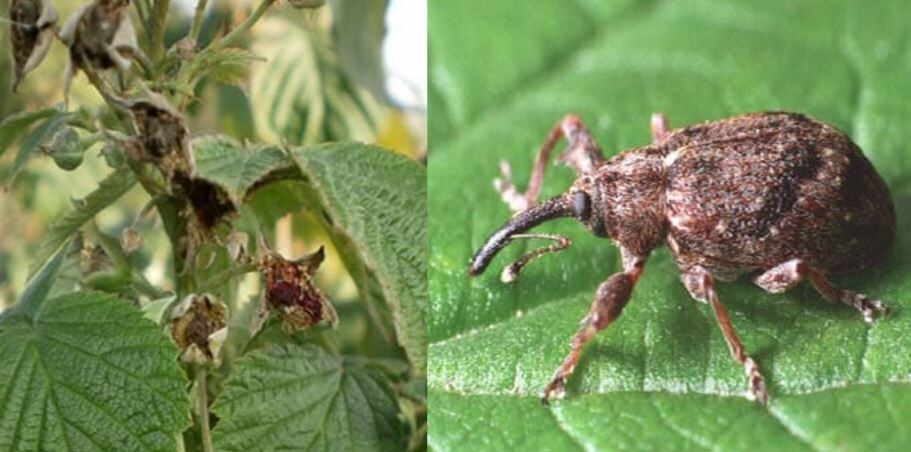 Земляничн0-малинный  долгоносик. Фото:1 https://shans-group.com/vrednye-obekty/vrediteli/malinno-zemlyanichnyy-dolgonosik/