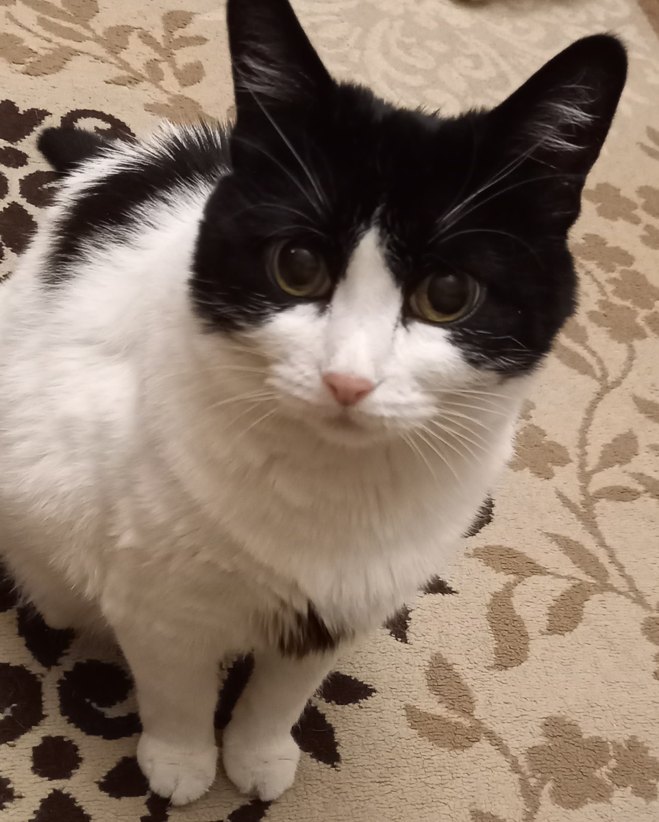 Фото автора. Моя любимка.