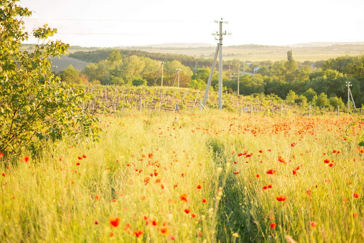 Запущенный виноградник в Черноречном