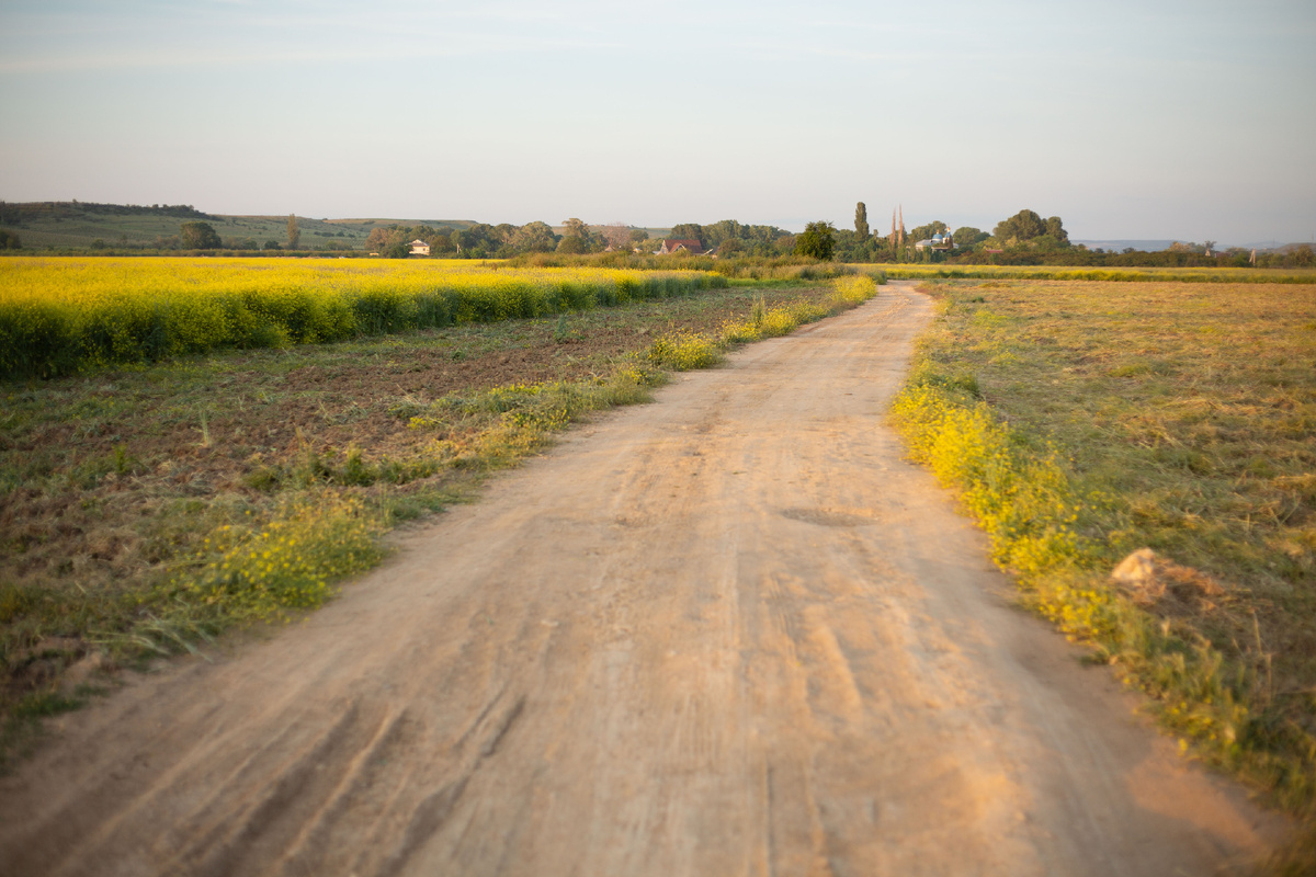 Рапсовые поля в Орловке