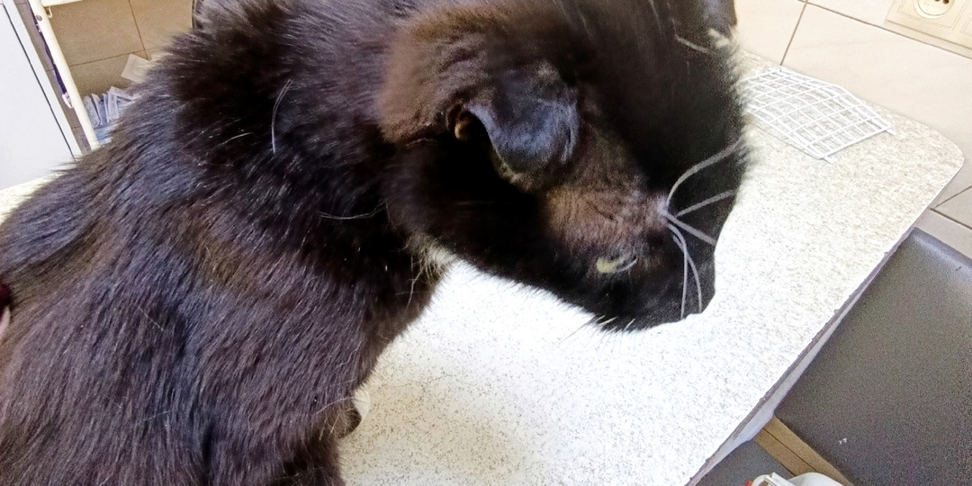 Как же тяжело, когда они болеют