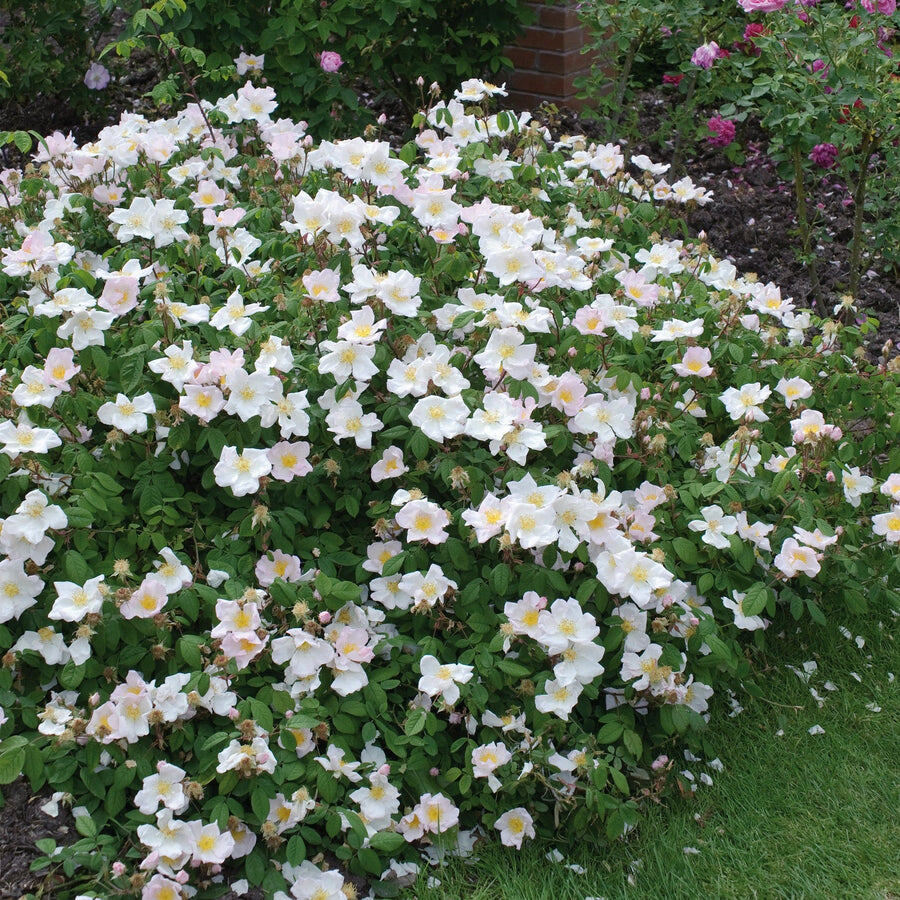 Фото David Austin Roses