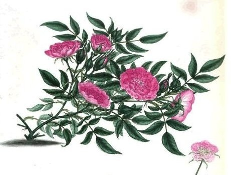 Rosa Sancta Andrews. Фото компании Jedmar 