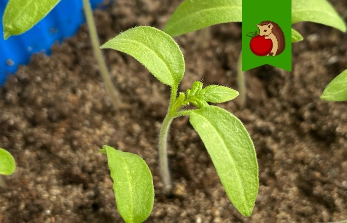 Благоприятные дни для посадки томатов на рассаду в марте 2026 года