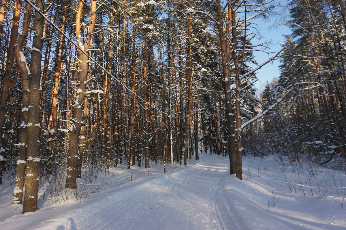 Мой любимый сосновый участок леса