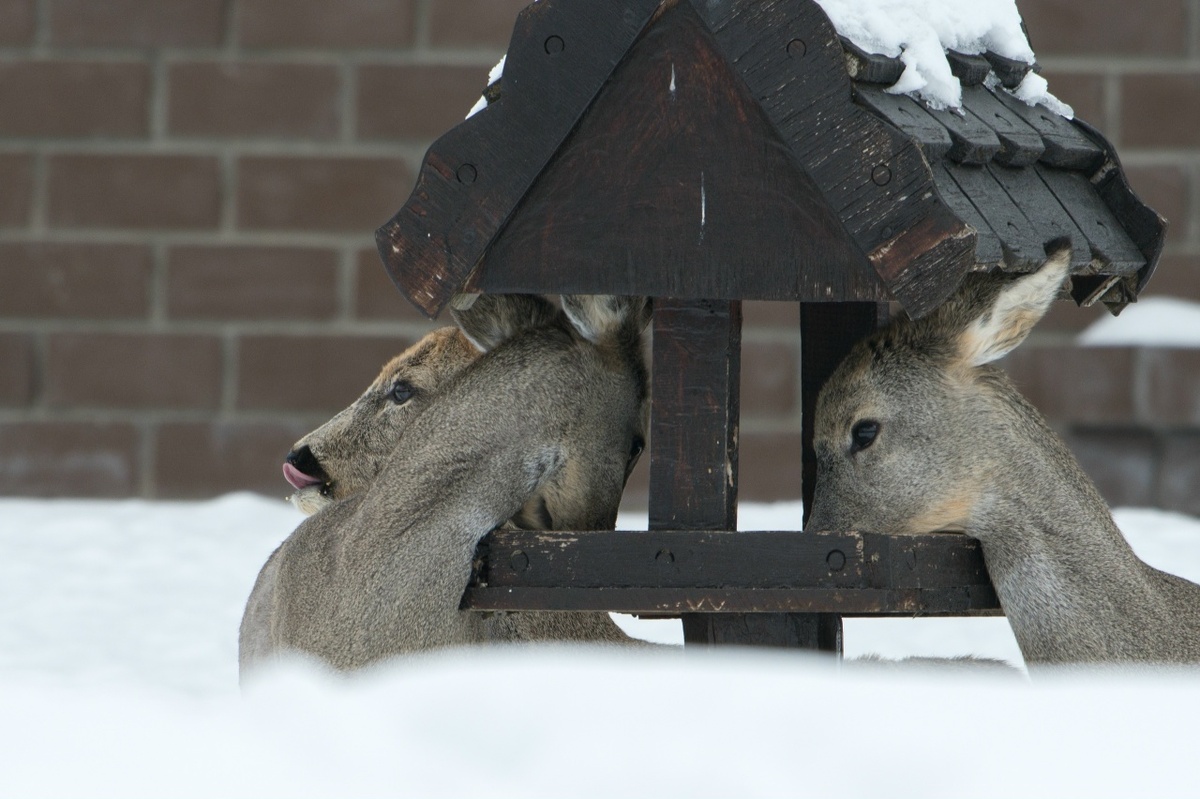     Фото: Александр Черёмухин