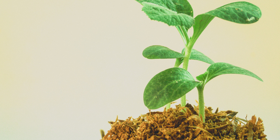 Лунный календарь рассады на март 2026 года